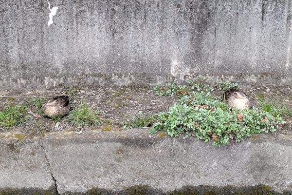 お散歩で出会った鳥さんたち