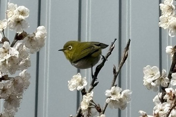 さくらんぼの木にやってきた可愛いお客様