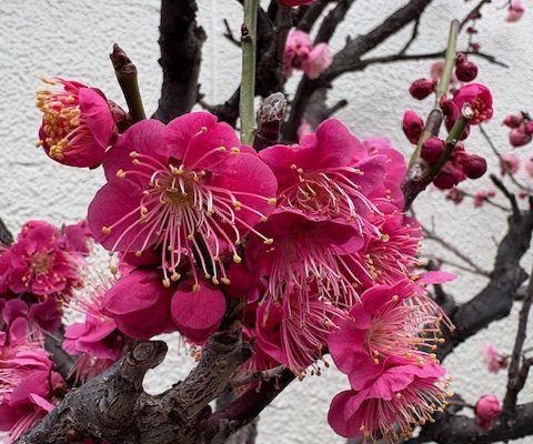 やっと咲いた梅