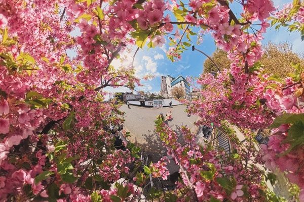 桜の季節ですね