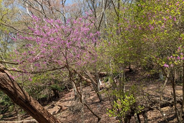 オッサンの山ブラ日記Part52