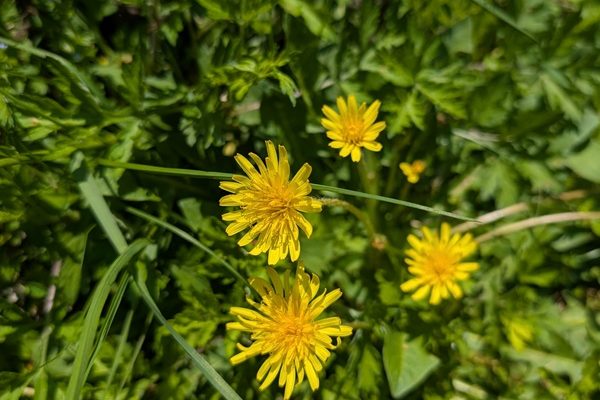 オッサンの自然観察！