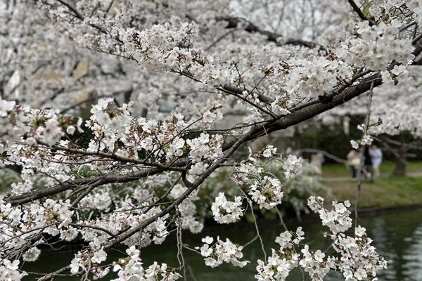 伏見十石船の桜
