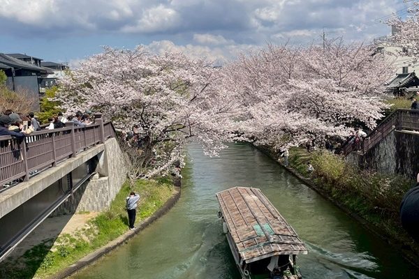 十石船と桜並木