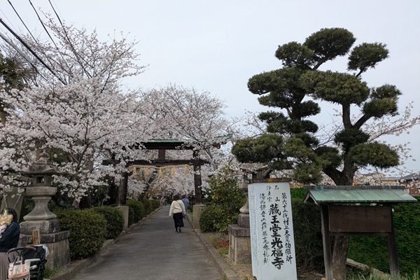 蔵王堂光福寺様の桜