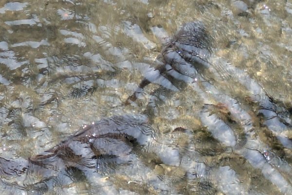自然観察フナの群れと私の休日