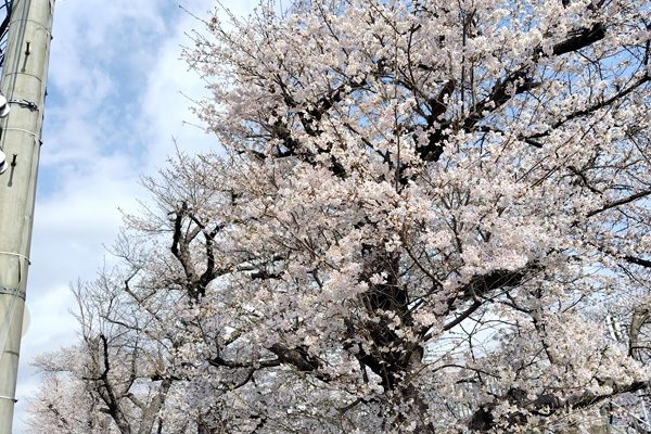 桜を見てきました。