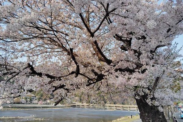 観光地の名勝 嵐山 桜満開