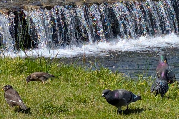 またまた、オッサンの自然観察