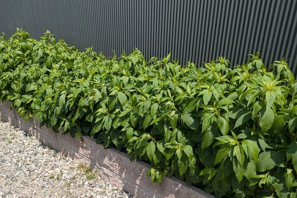 KES植栽活動での藤袴の挿し木