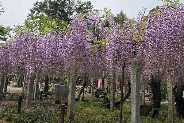 三大神社の藤の花