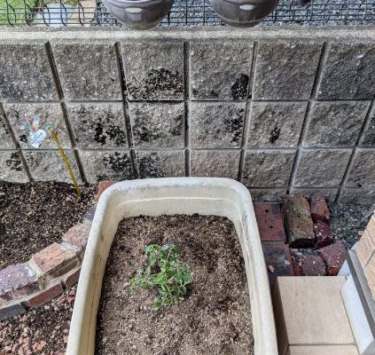 家庭菜園　Part3