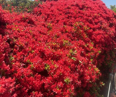 長岡天満宮のツツジ