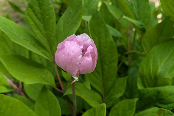 ベニバナヤマシャクヤクを見に行って来ました!