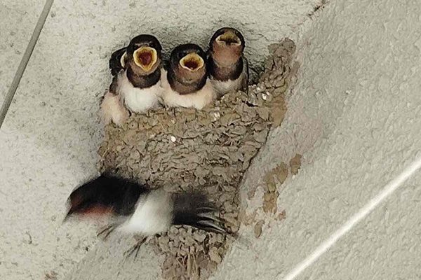 巣作りの季節到来！自宅に出来た幸運を呼ぶツバメの巣