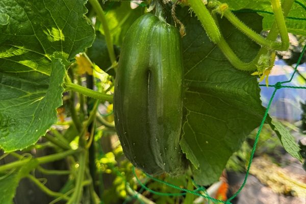 夏の収穫