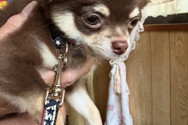 🐶ルークくんの最近の様子🐕‍🦺