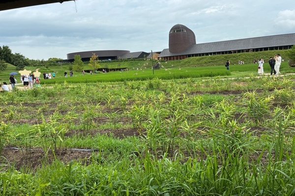 夏の楽しみ♪ラコリーナ