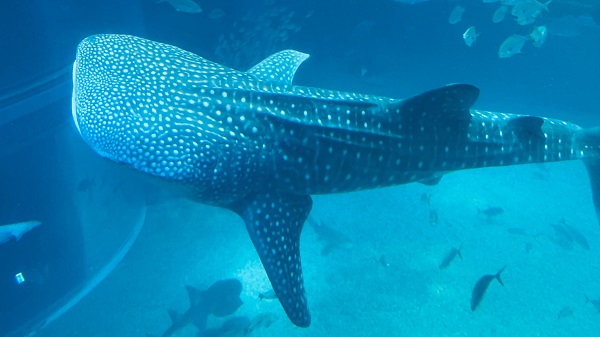 🏖️ジンベエザメに会いに🦈