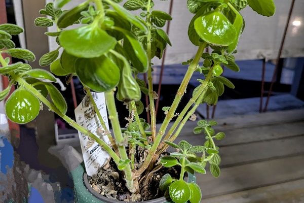 2株のアロマティカスの育ち方の違い