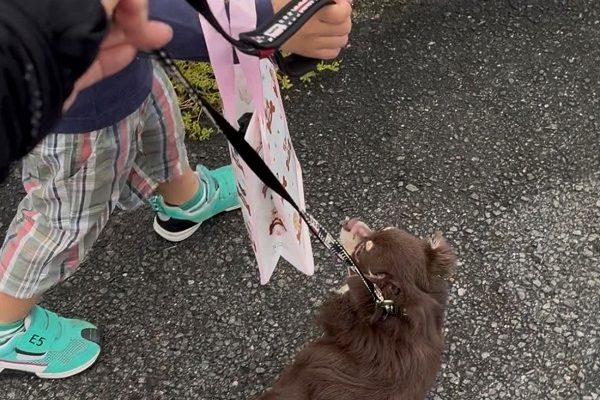 🚶‍♀️ルークくんのお散歩🐕