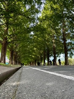 メタセコイアと馬たち