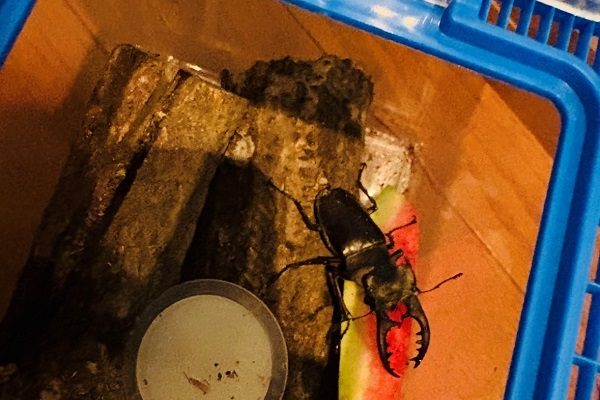 ミヤマクワガタ初飼育