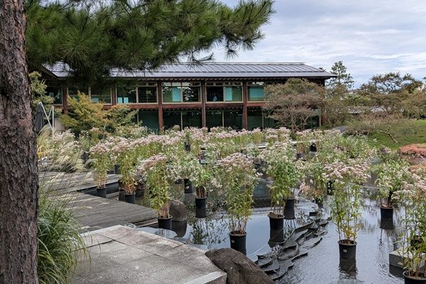 藤袴と和の花展