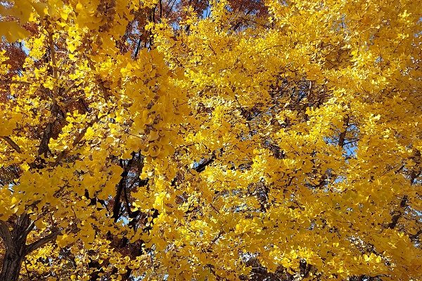 京都の短い秋🍂