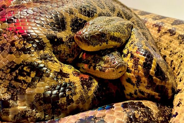 微笑ましい２匹の大蛇たち