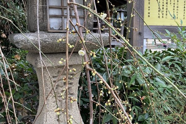 神社の梅
