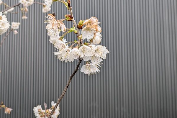 桜
