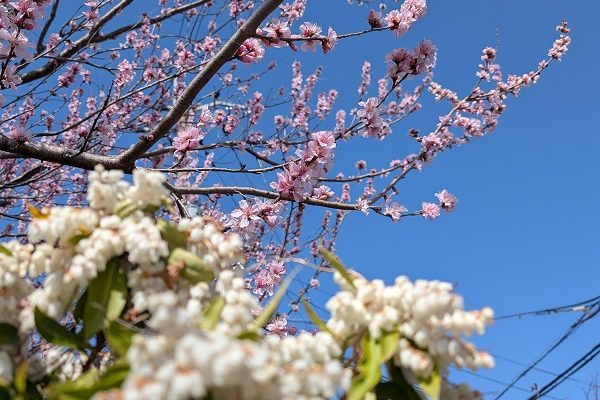 春が来ました！