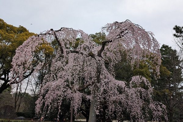 桜前線がやって来た！