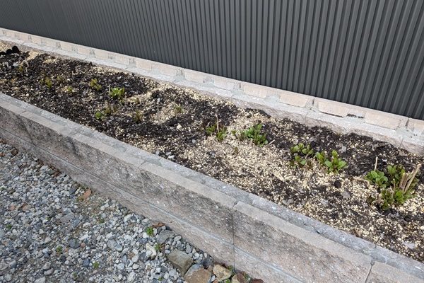 「藤袴」新芽が出てきました！！